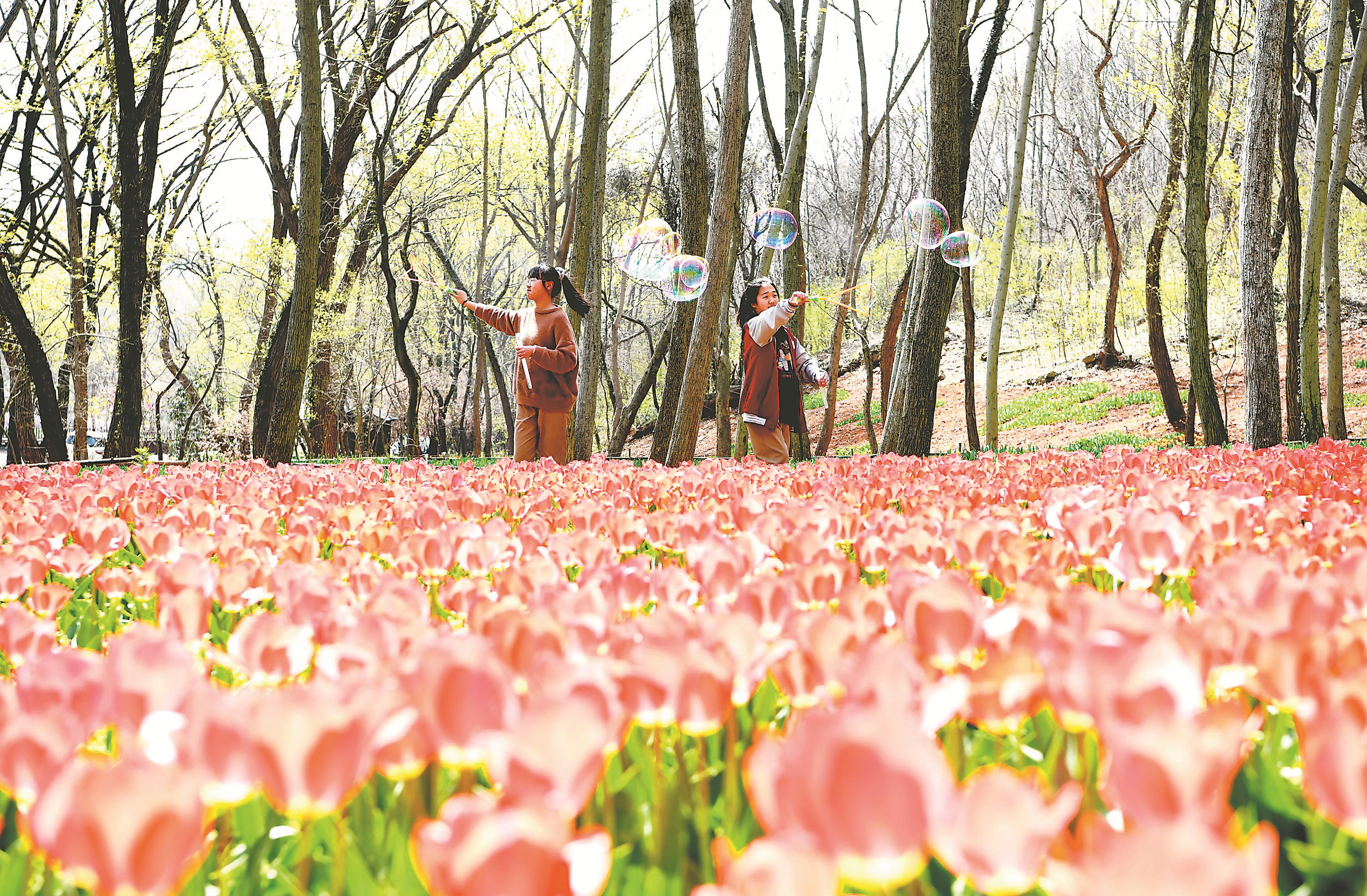 安徽推出12条 春季赏花线路